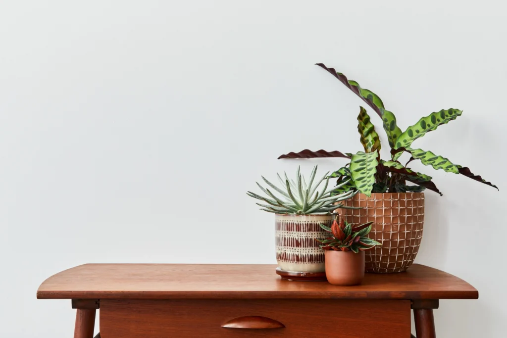 pots de fleurs sur une table